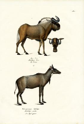 Hartebeest 1824