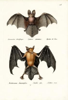 Hollow-Faced Bat 1824