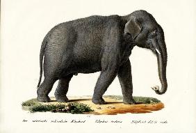 Indian Elephant 1824