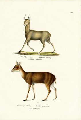 Klipspringer 1824