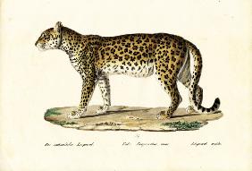 Leopard 1824