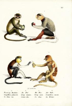 Lesser White-Nosed Monkey 1824