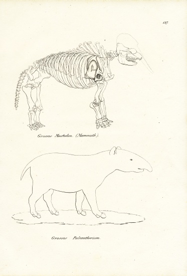 Mastodon von Karl Joseph Brodtmann