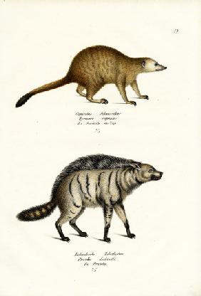 Mongoose 1824