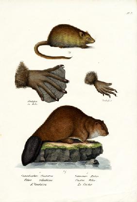 Muskrat 1824