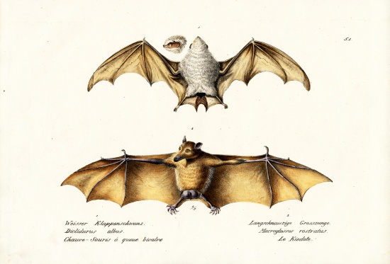 Northern Ghost Bat von Karl Joseph Brodtmann