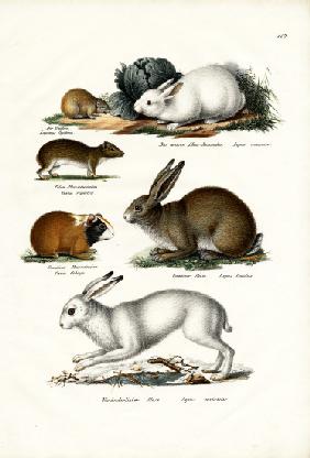 Ogotona Hare 1824