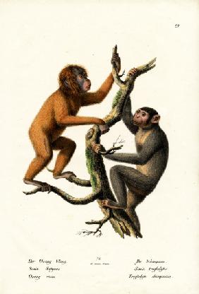Orangutan 1824
