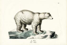 Polar Bear 1824