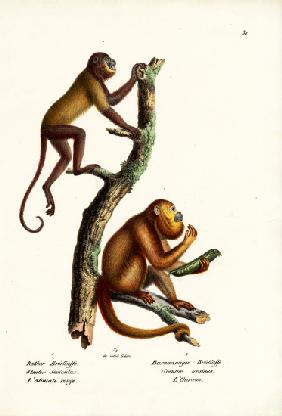 Red Howler Monkeys 1824