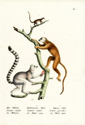 Ring-Tailed Lemur 1824