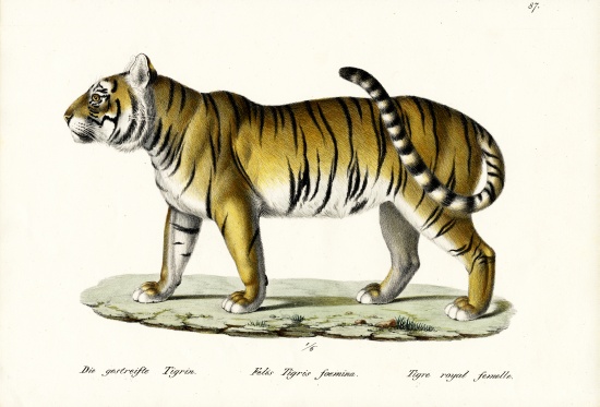 Royal Tiger von Karl Joseph Brodtmann