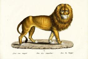Senegal Lion 1824