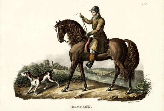 Spanish Hunter Horse von Karl Joseph Brodtmann