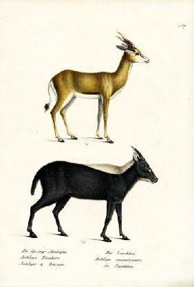 Springbuck 1824