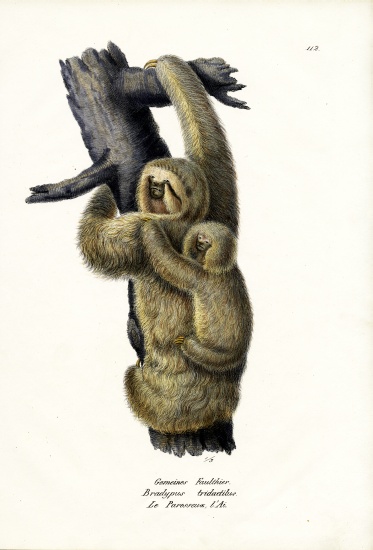 Three-Toad Sloth von Karl Joseph Brodtmann