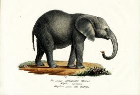 Young African Elephant 1824