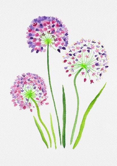 Riesige Zwiebel oder Allium giganteum botanische Malerei