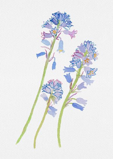 Spanische Blauglocke oder Hyacinthoides hispanica botanische Malerei