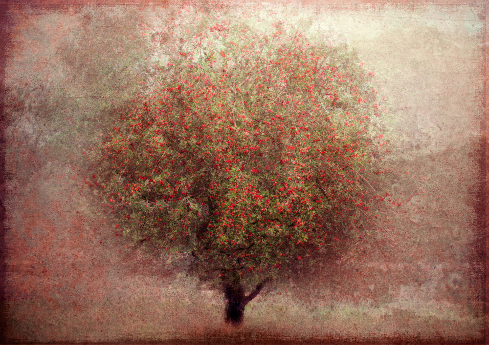 Apfelbaum von Katarina Holmström