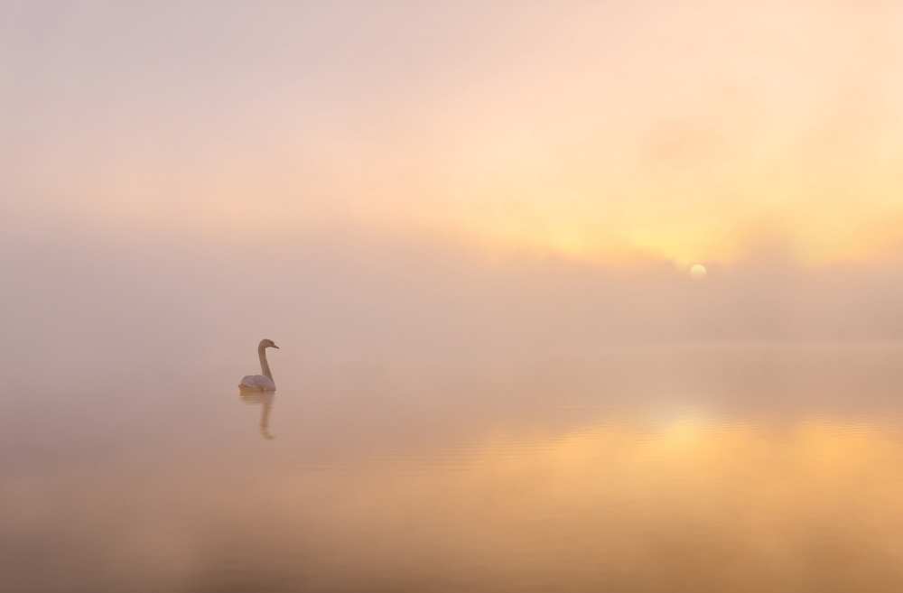 Misty morning von Katarzyna Gritzmann