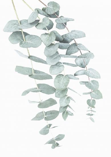 Eukalyptus I