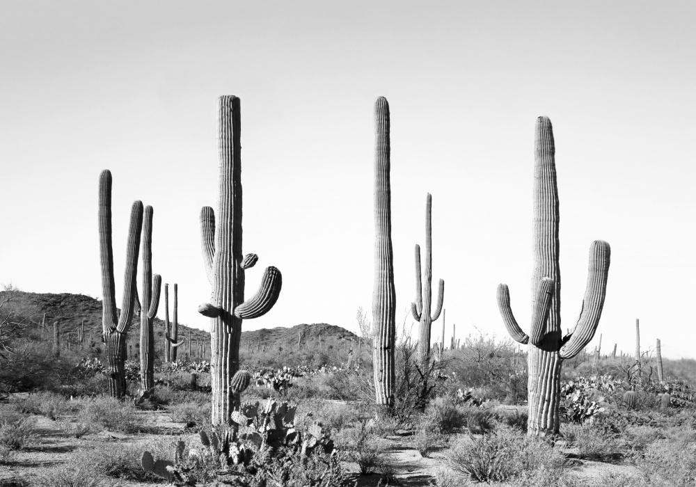 Graues Kaktusland von Kathrin Pienaar