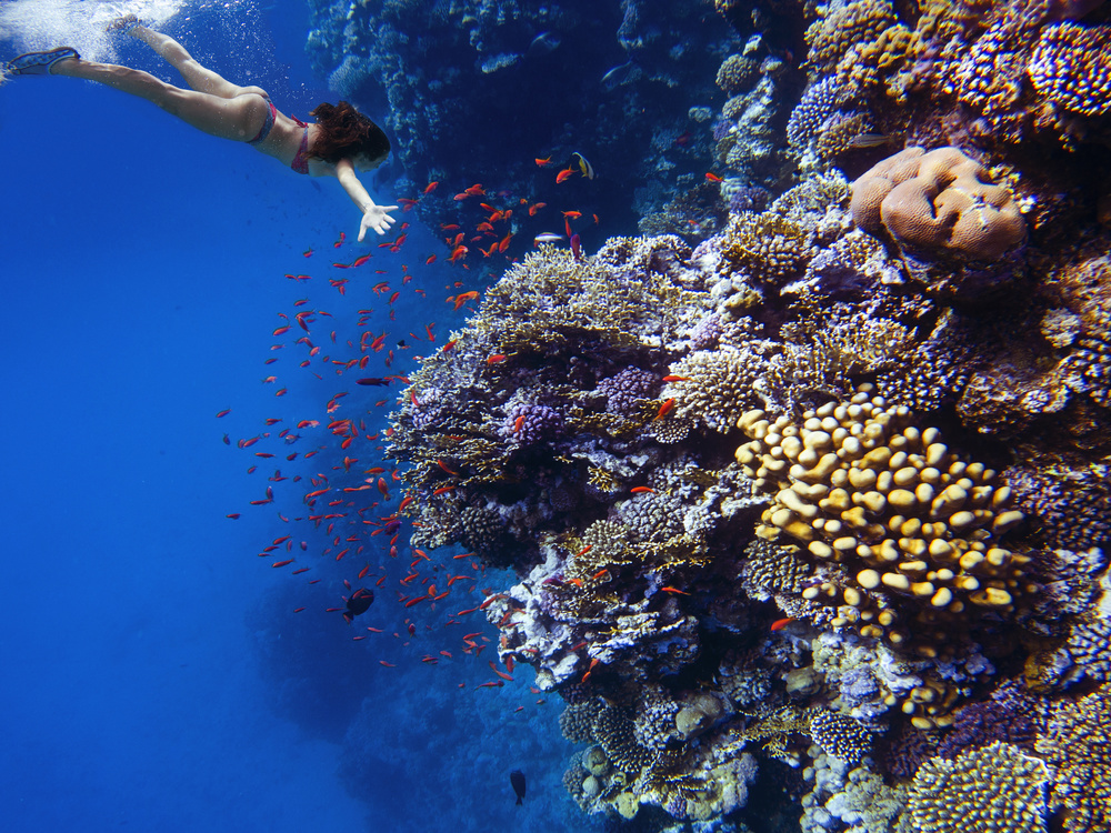 Tiefsee-Korallentauchgang von Katia Moon