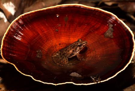 Frosch in wassergefülltem Pilz gefunden