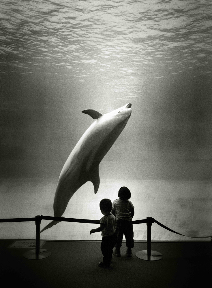 Träumen Aquariendelfine vom Meer? von Kenichiro Hagiwara