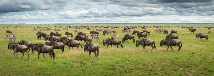 Great Migration in Serengeti Plains von Kirill Trubitsyn