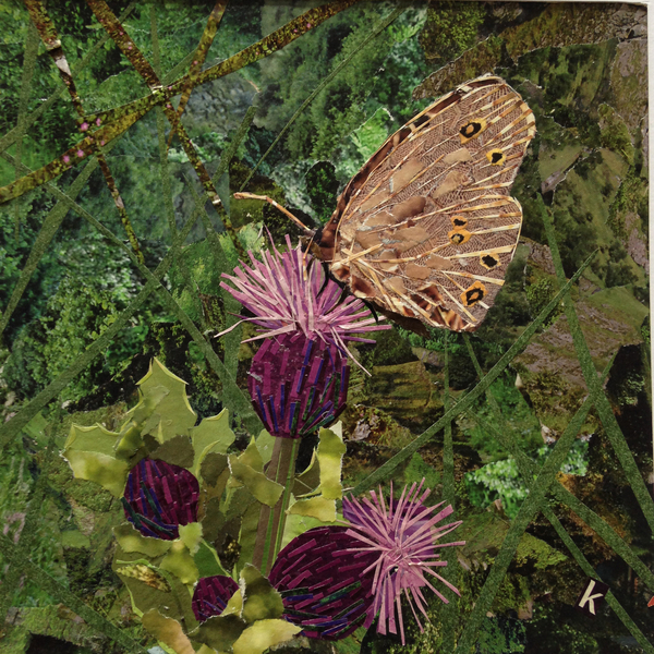 Flit - Satyr Butterfly On Thistle von Kirstie Adamson