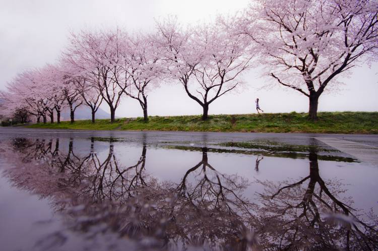 Rain of spring von Kouji Tomihisa