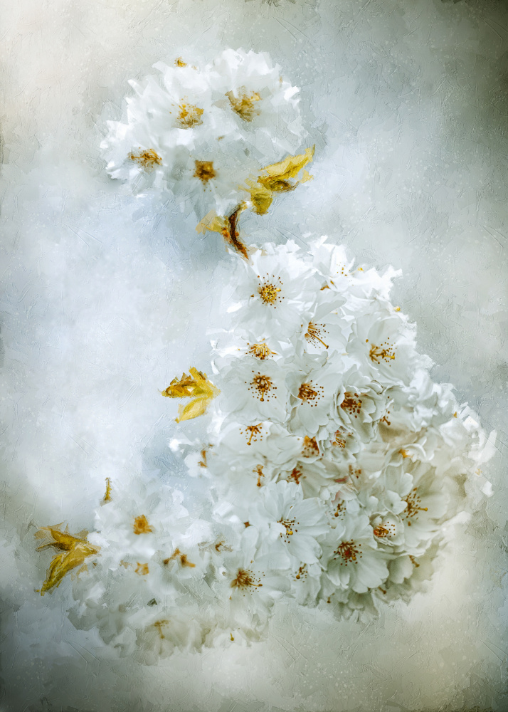 Kirschblüten von Kristina Zvinakeviciute