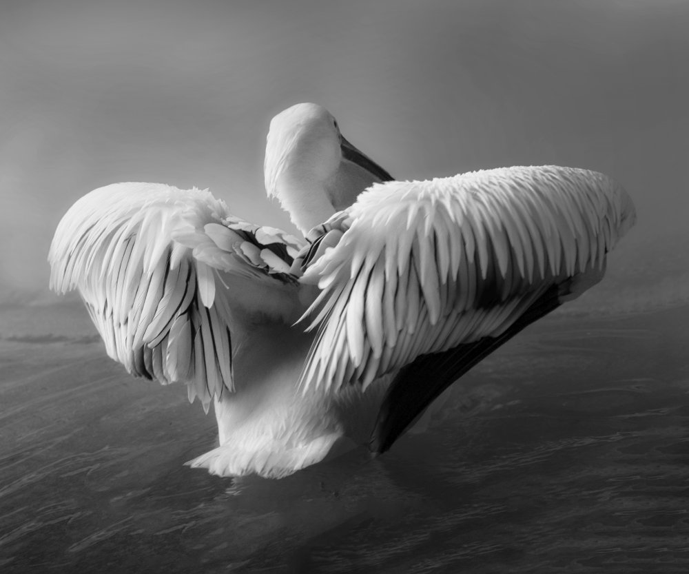 Der Pelikan von Krystina Wisniowska