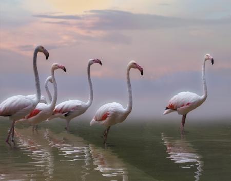 Flamingo-Sonnenuntergang