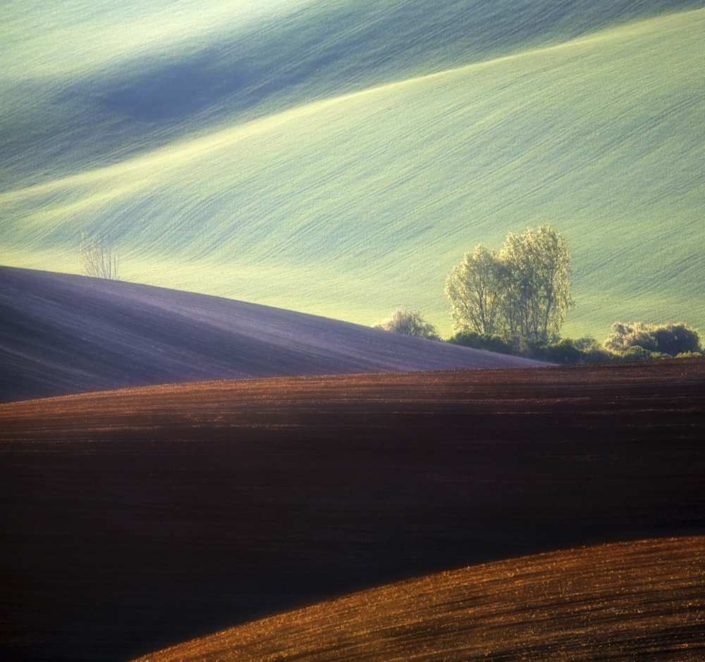 Fields... von Krzysztof Browko