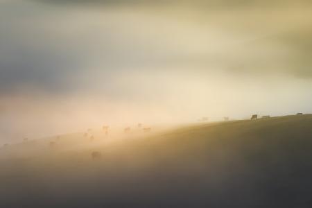 Kuhfarm unter Nebel