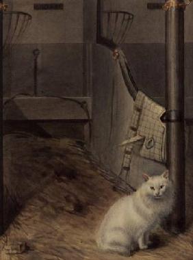 White Persian Cat in a Stable