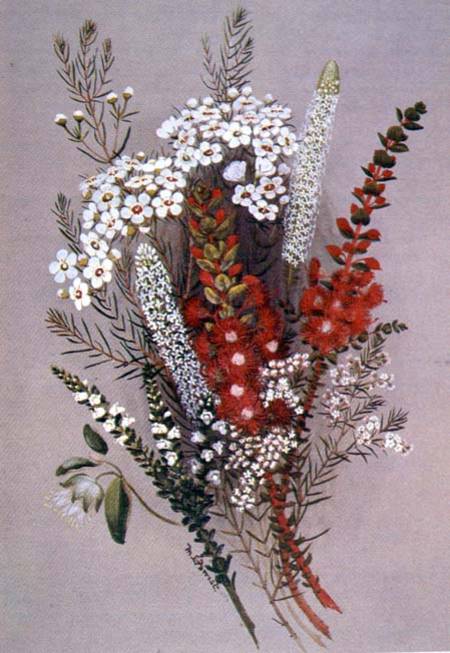 Geraldton Wax Flower and Scarlet Feather Flower von Lady Margaret Forest