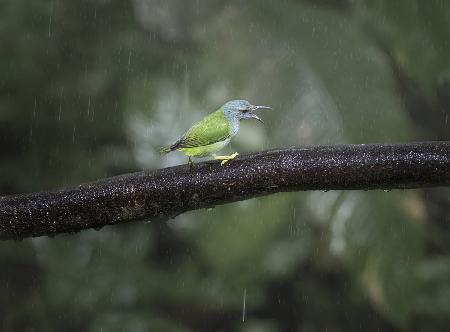 Ein kleiner grüner Vogel