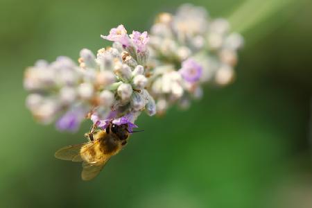 Biene auf Lavendel