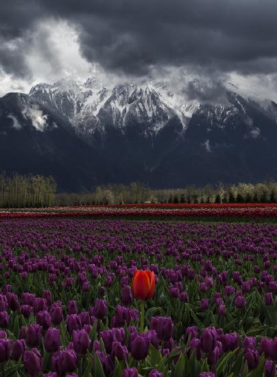 Tulpe in Vancouver,Kanada