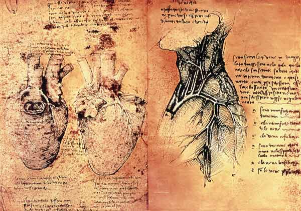 Anatomical drawing of hearts and blood vessels from Quaderni di Anatomia vol 2; folio 3v von Leonardo da Vinci