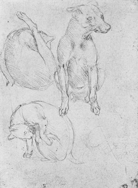 Study of a dog and a cat, c.1480 (metalpoint on paper) von Leonardo da Vinci
