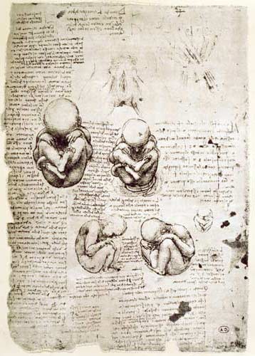 Five Views of a Foetus in the Womb, facsimile copy  & von Leonardo da Vinci