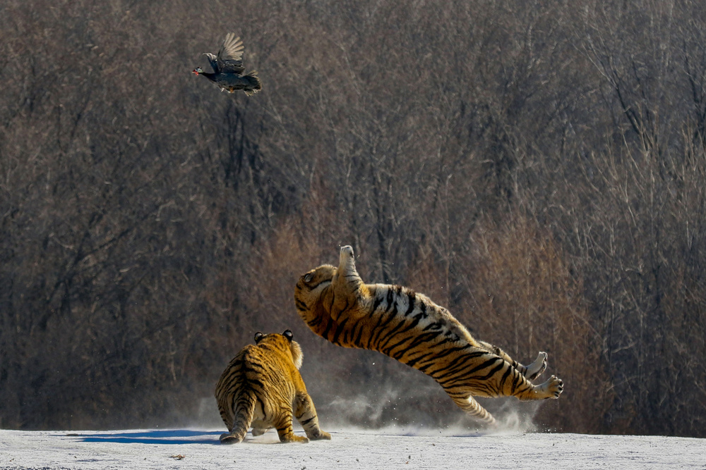 Tiger Slip von Libby Zhang