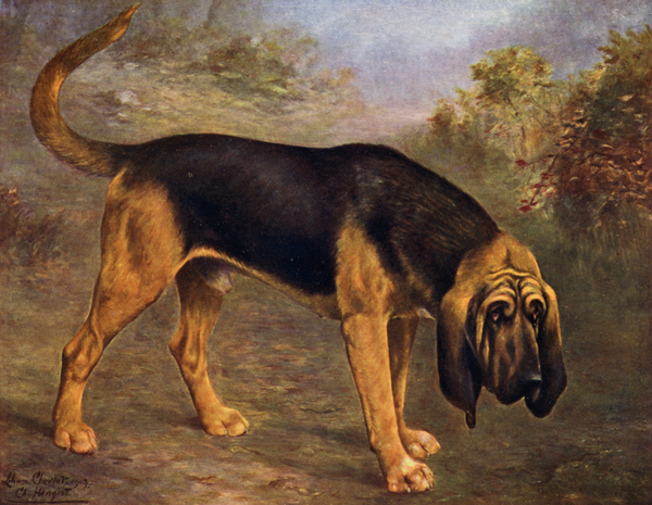 The Bloodhound Champion Hengist von Lilian Cheviot