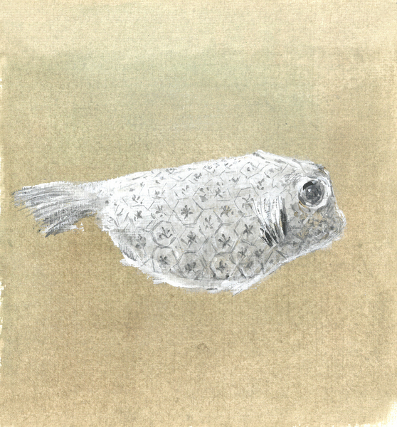 Box Fish, Sri Lanka von Lincoln  Seligman