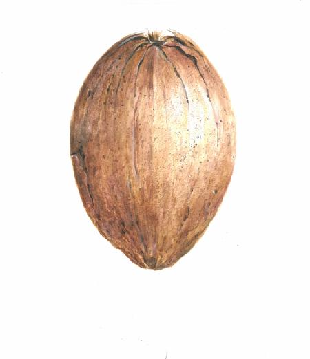 Coconut 2015